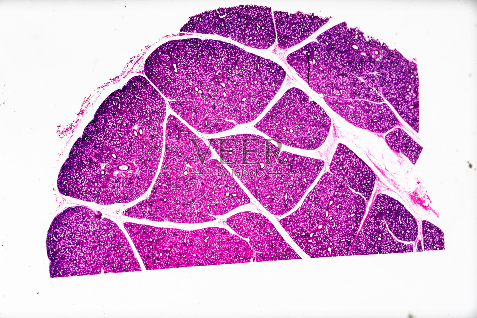 白底光镜下腺上皮样照片摄影图片