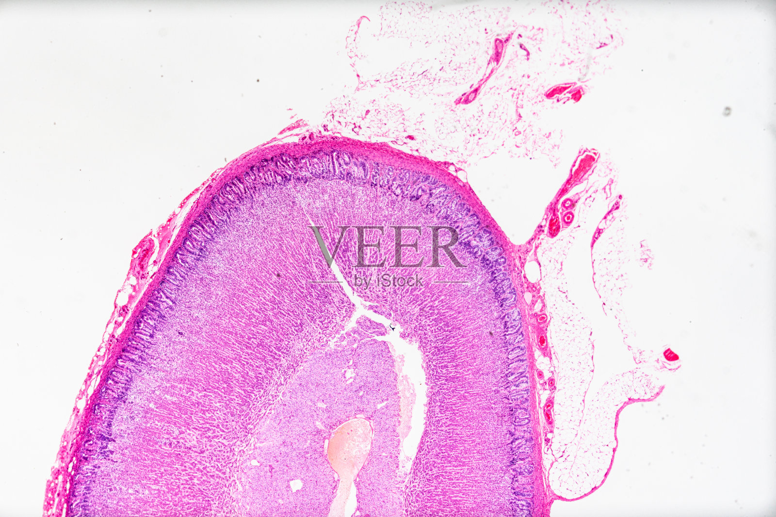 白底光镜下肾上腺切片照片摄影图片