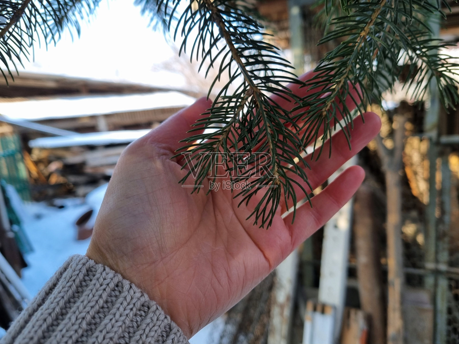 常绿树枝照片摄影图片