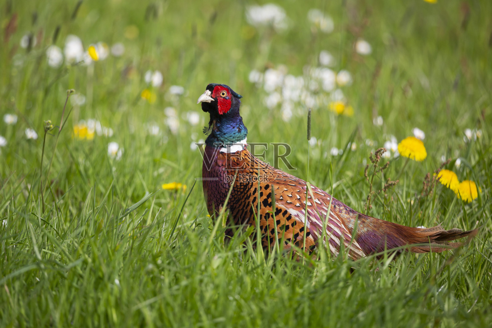 草地上的普通野鸡照片摄影图片