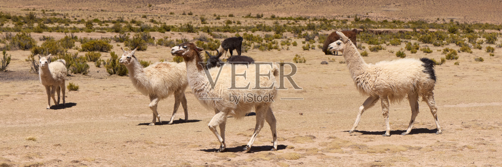 在玻利维亚安第斯高原上自由放牧的大羊驼照片摄影图片