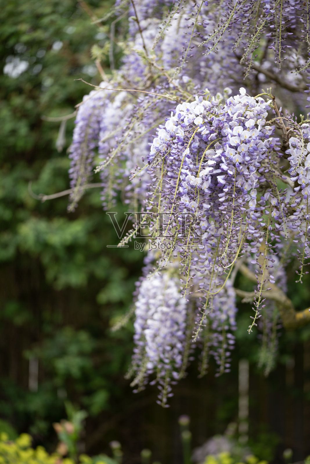 紫藤摘要。叫做紫藤照片摄影图片