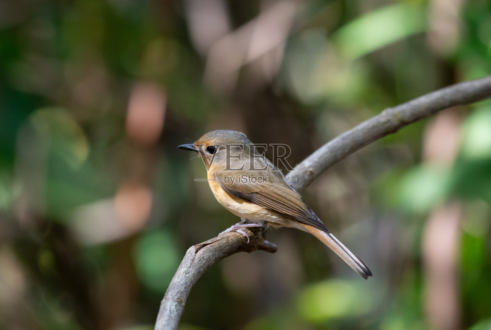 山蓝捕蝇器照片摄影图片