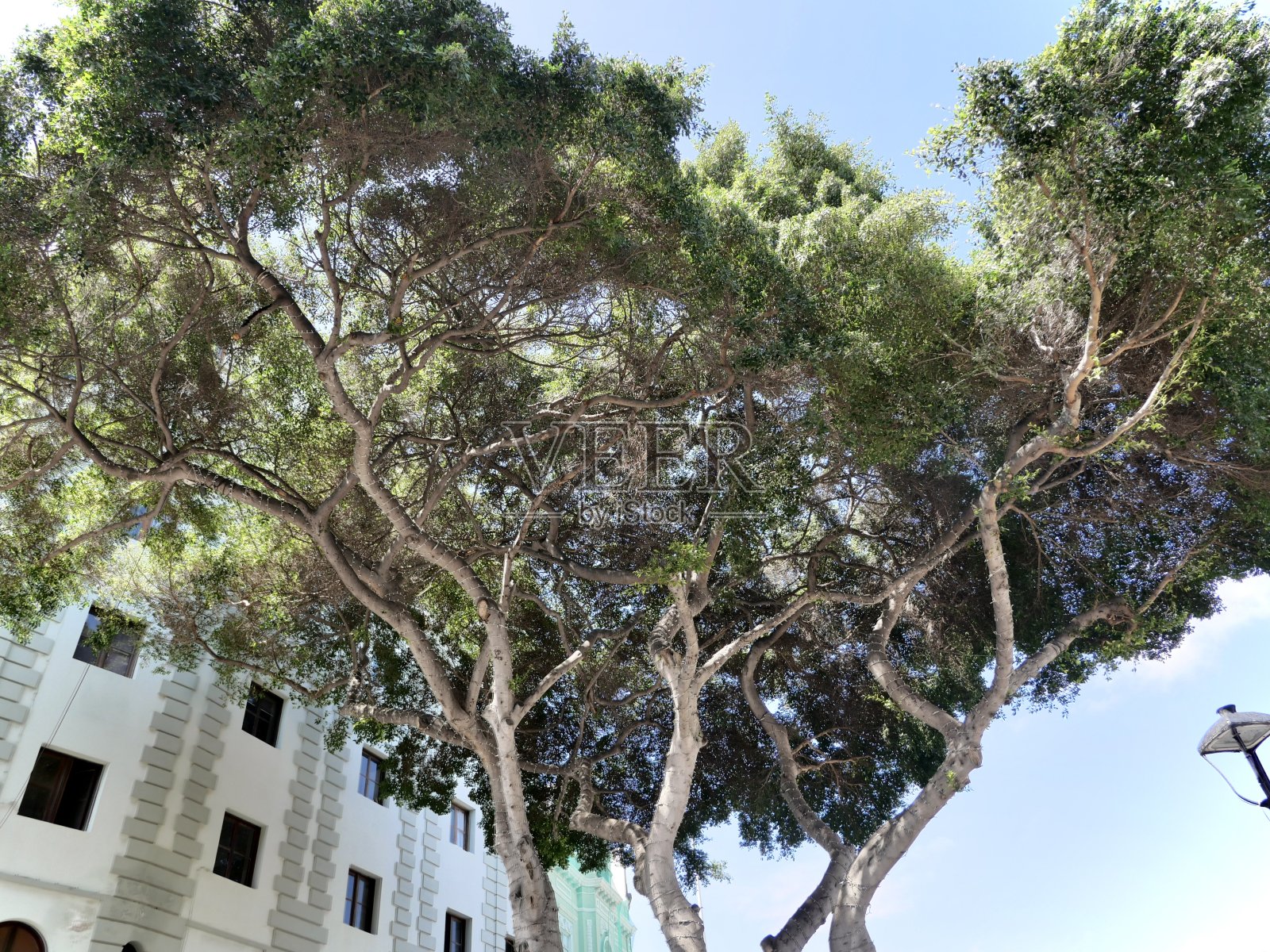 绿色的树照片摄影图片