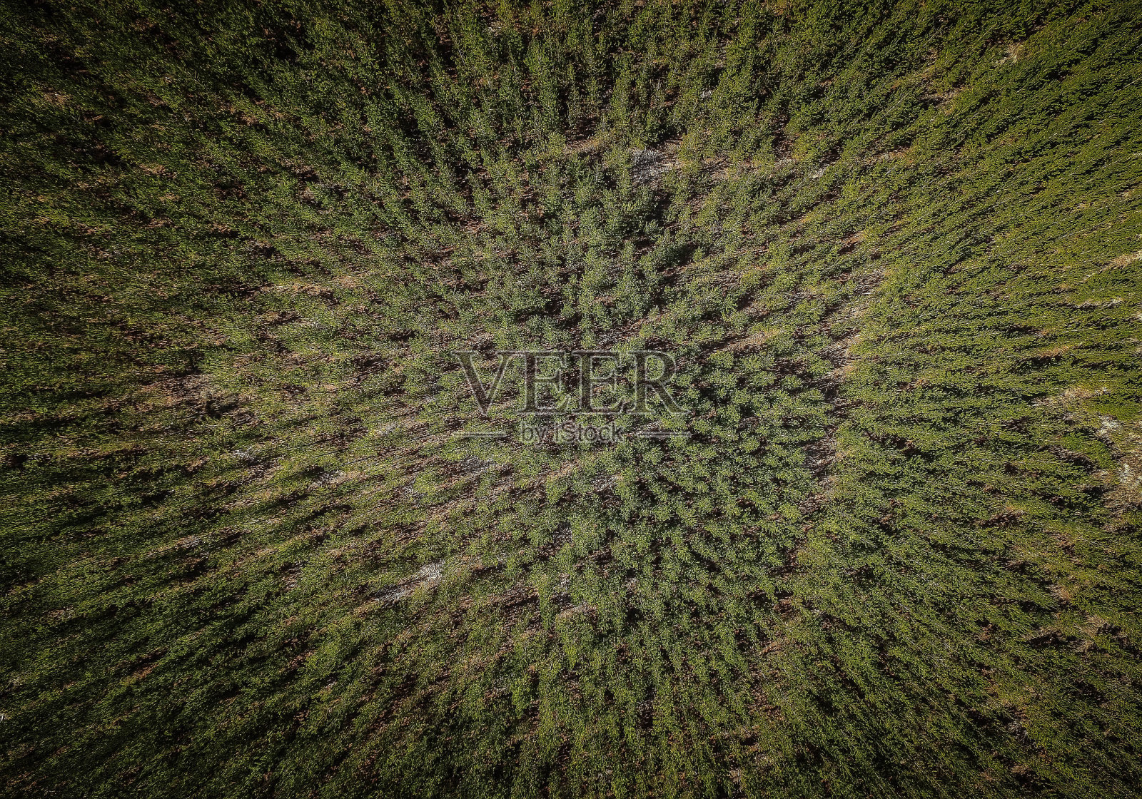 从上面看树照片摄影图片