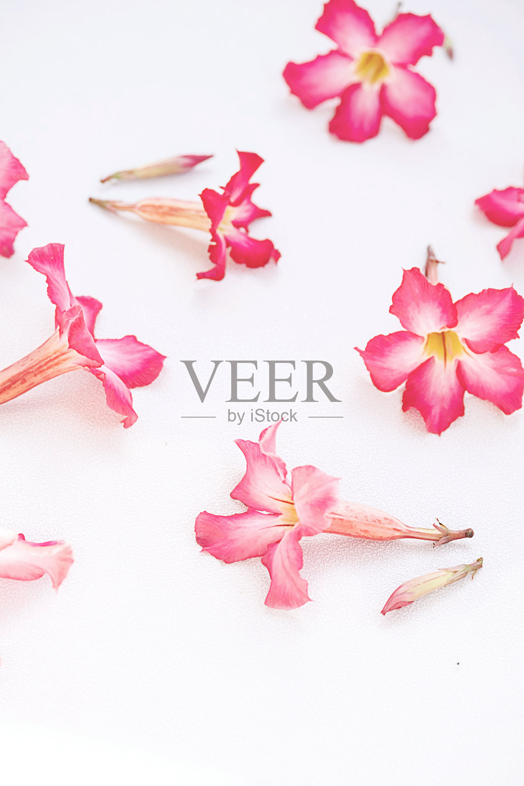 温柔的粉红色花朵排列在白色上。照片摄影图片