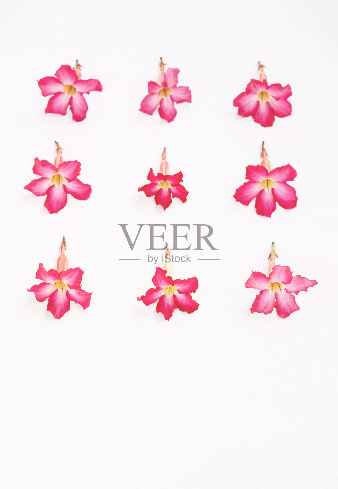 收集粉红色的异域花在白色。照片摄影图片