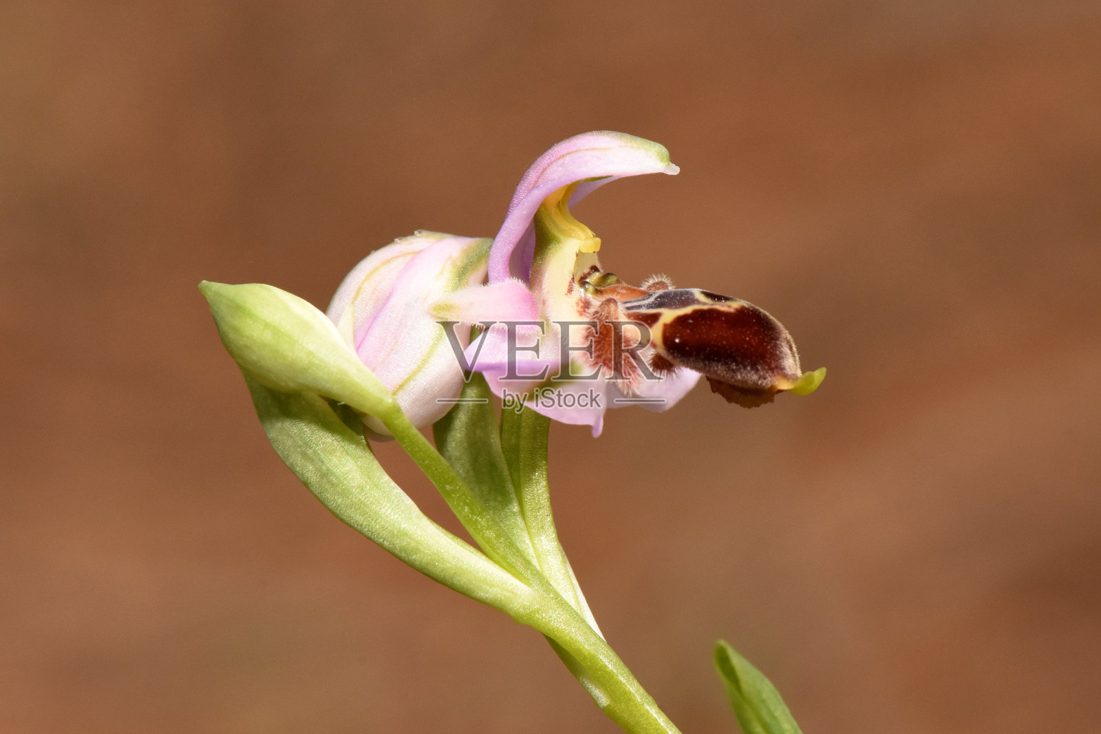 兰花特写，背景清晰照片摄影图片