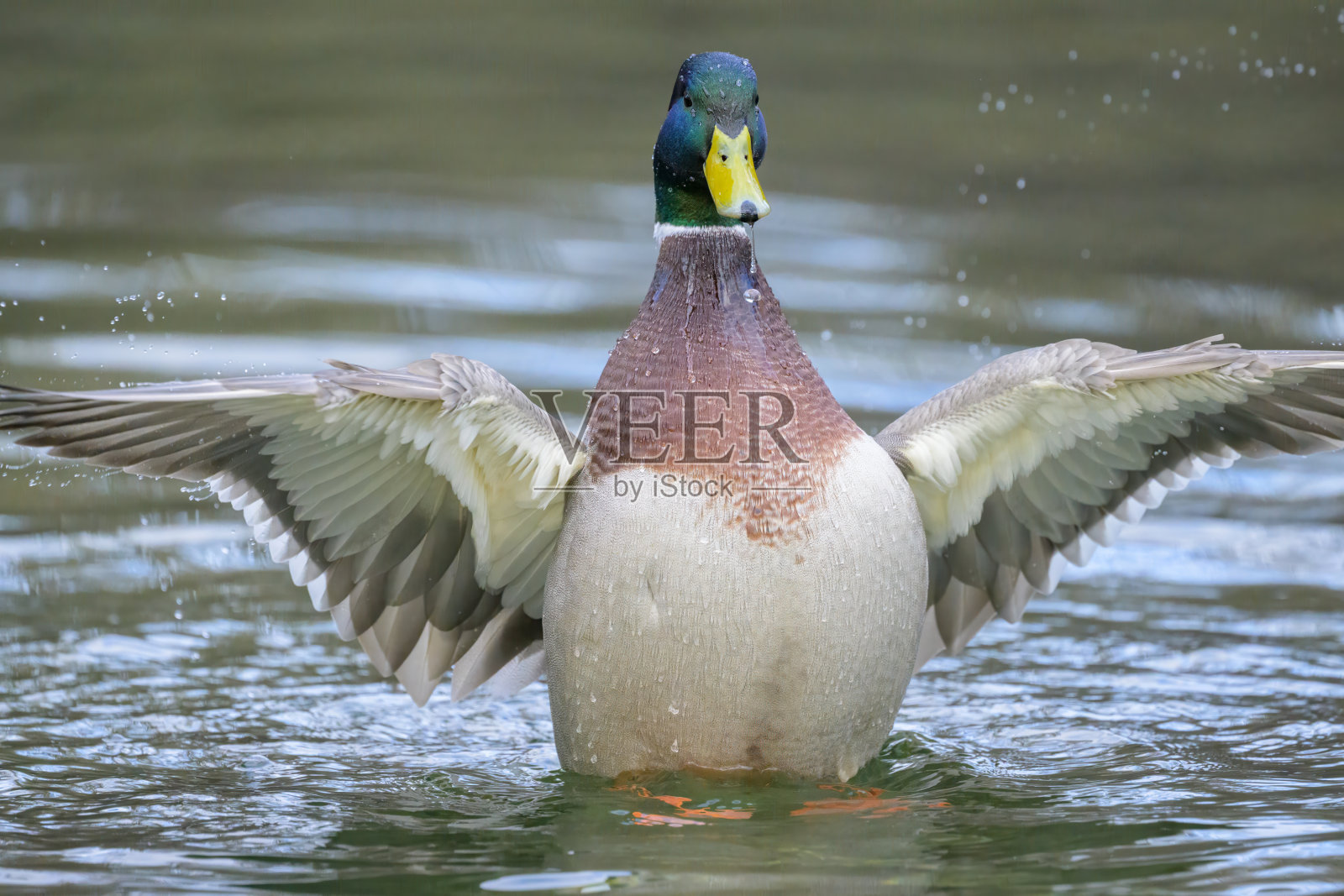 一只雄性绿头鸭在水中拍打着翅膀照片摄影图片