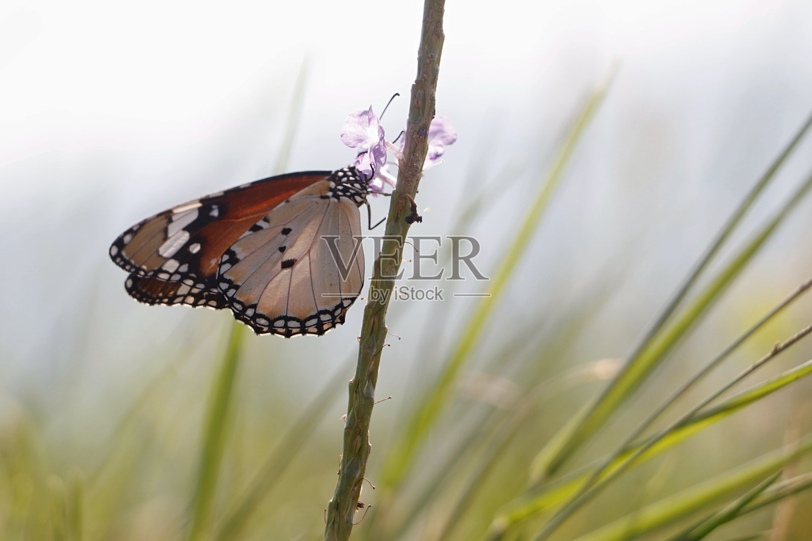 帝王蝶照片摄影图片