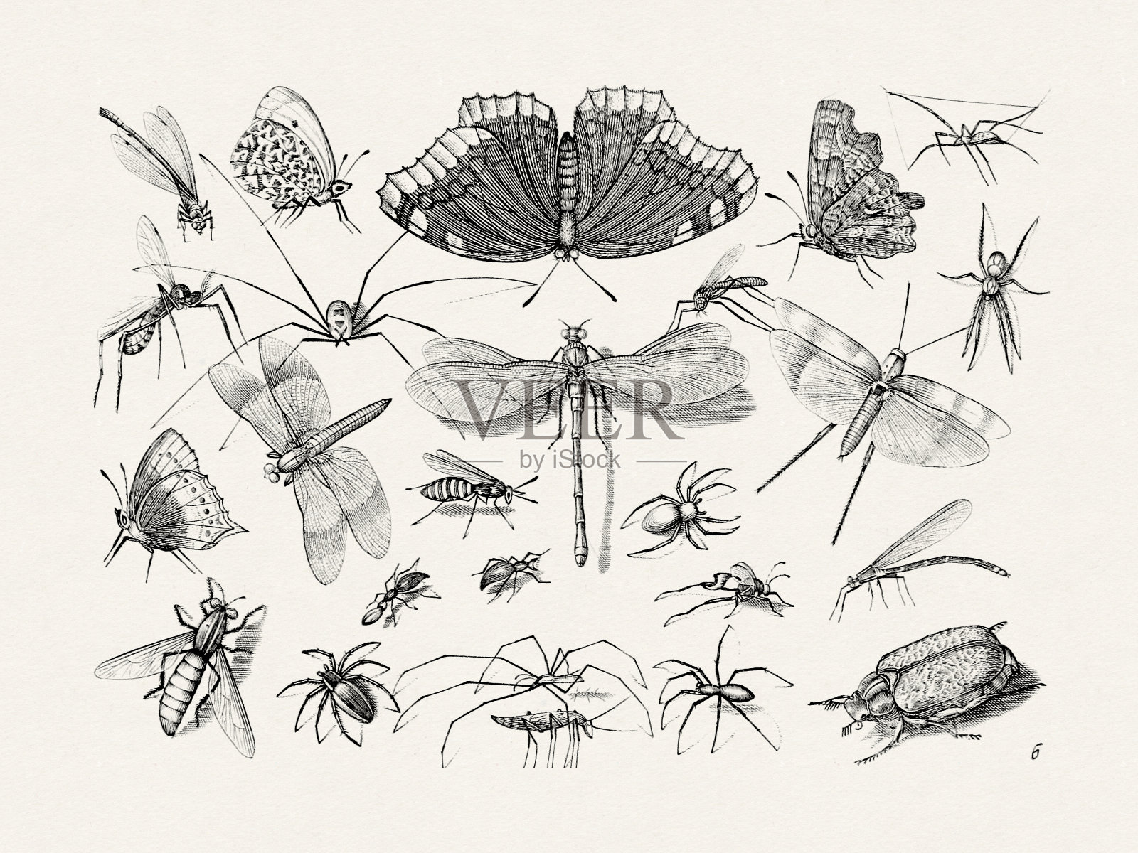 Jacob Hoefnagel绘制的古董臭虫插图。蝴蝶，蜻蜓，甲虫，苍蝇，蜘蛛，和更多。大约在1630年插画图片素材