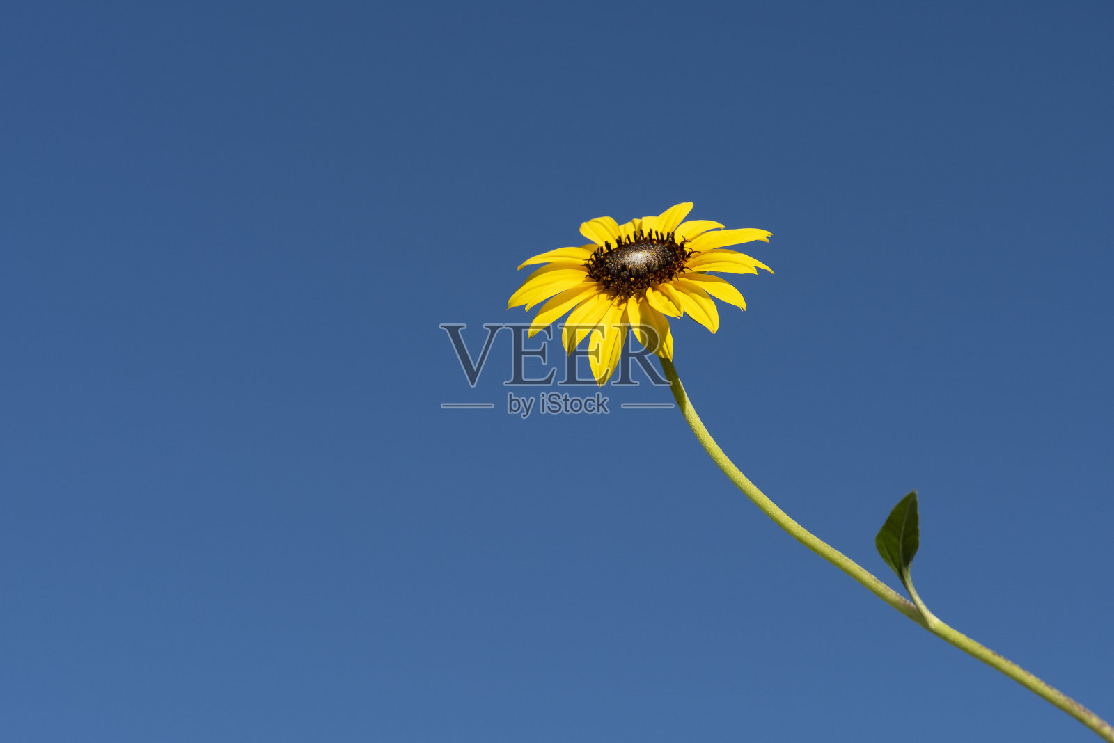 半沙漠环境中的野花，卡登森林，阿根廷大草原照片摄影图片