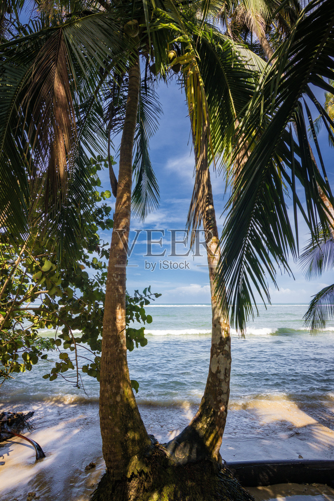 靠近塔拉曼卡港的卡惠塔国家公园(哥斯达黎加)照片摄影图片