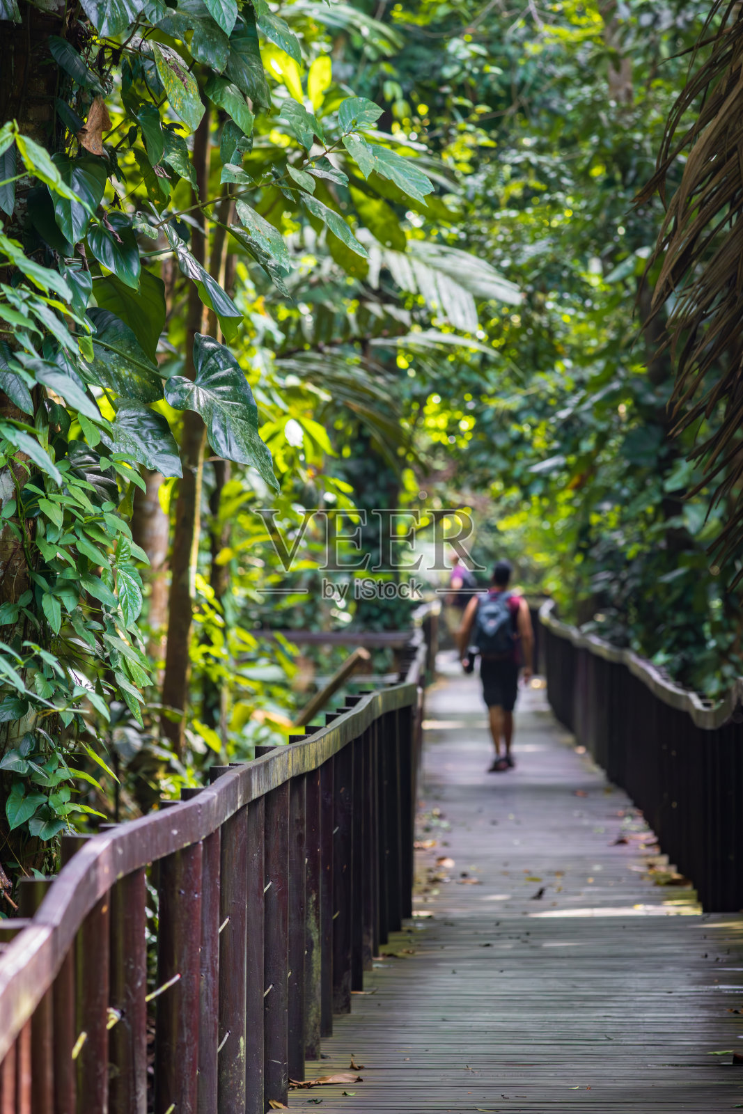 靠近塔拉曼卡港的卡惠塔国家公园(哥斯达黎加)照片摄影图片