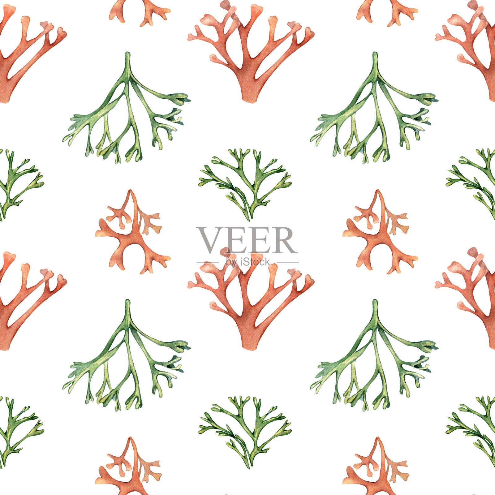 水彩无缝图案的海洋植物，珊瑚孤立于白色。粉色棕榈海藻手绘。彩绘codium, pulse。设计元素用于包装，纺织品，纸张，包装，海洋收集插画图片素材