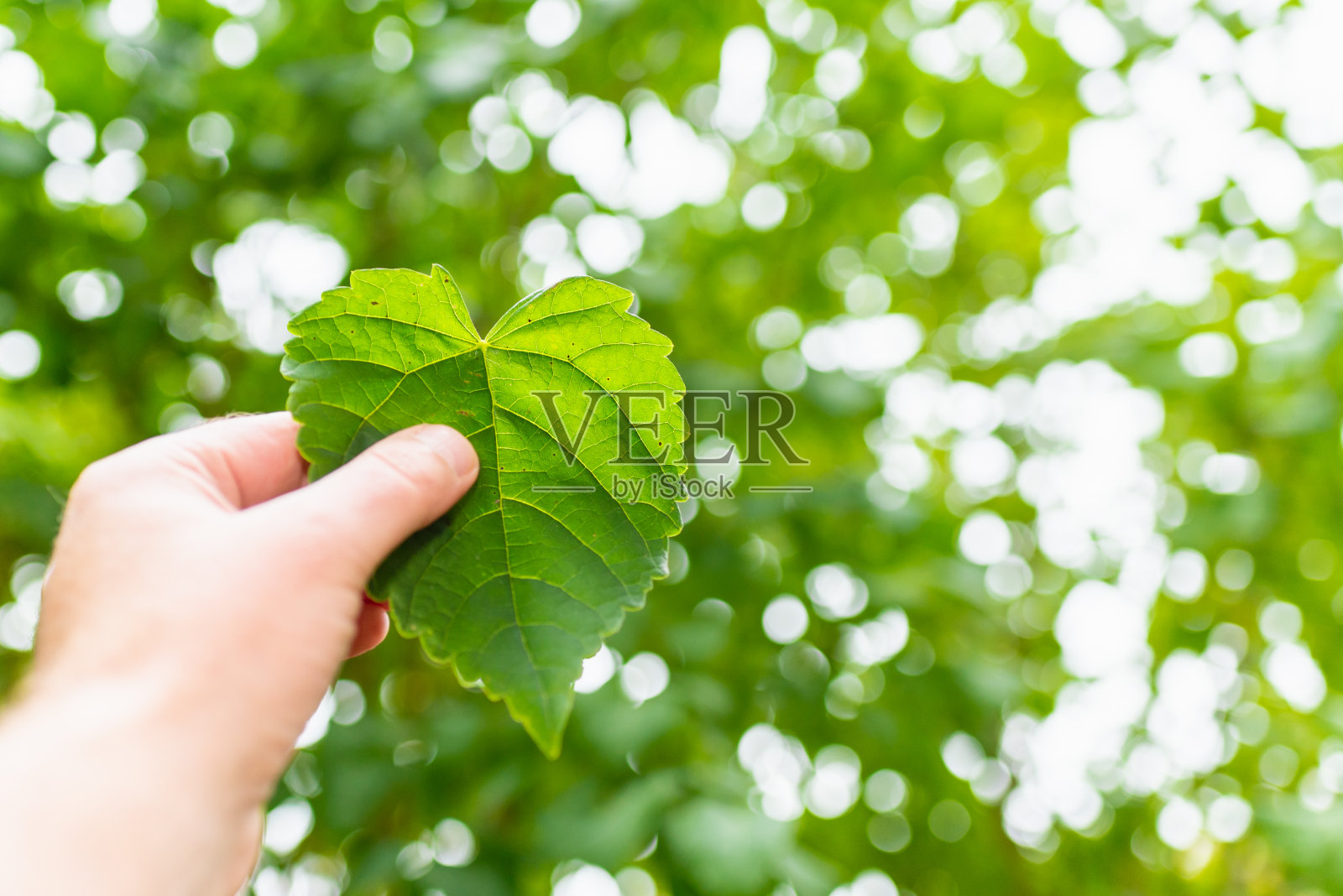 手握绿叶心形模糊绿色自然背景和阳光。概念生态地球日。照片摄影图片