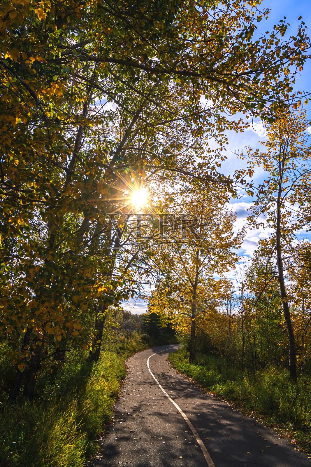 穿过秋天森林的阳光大道照片摄影图片