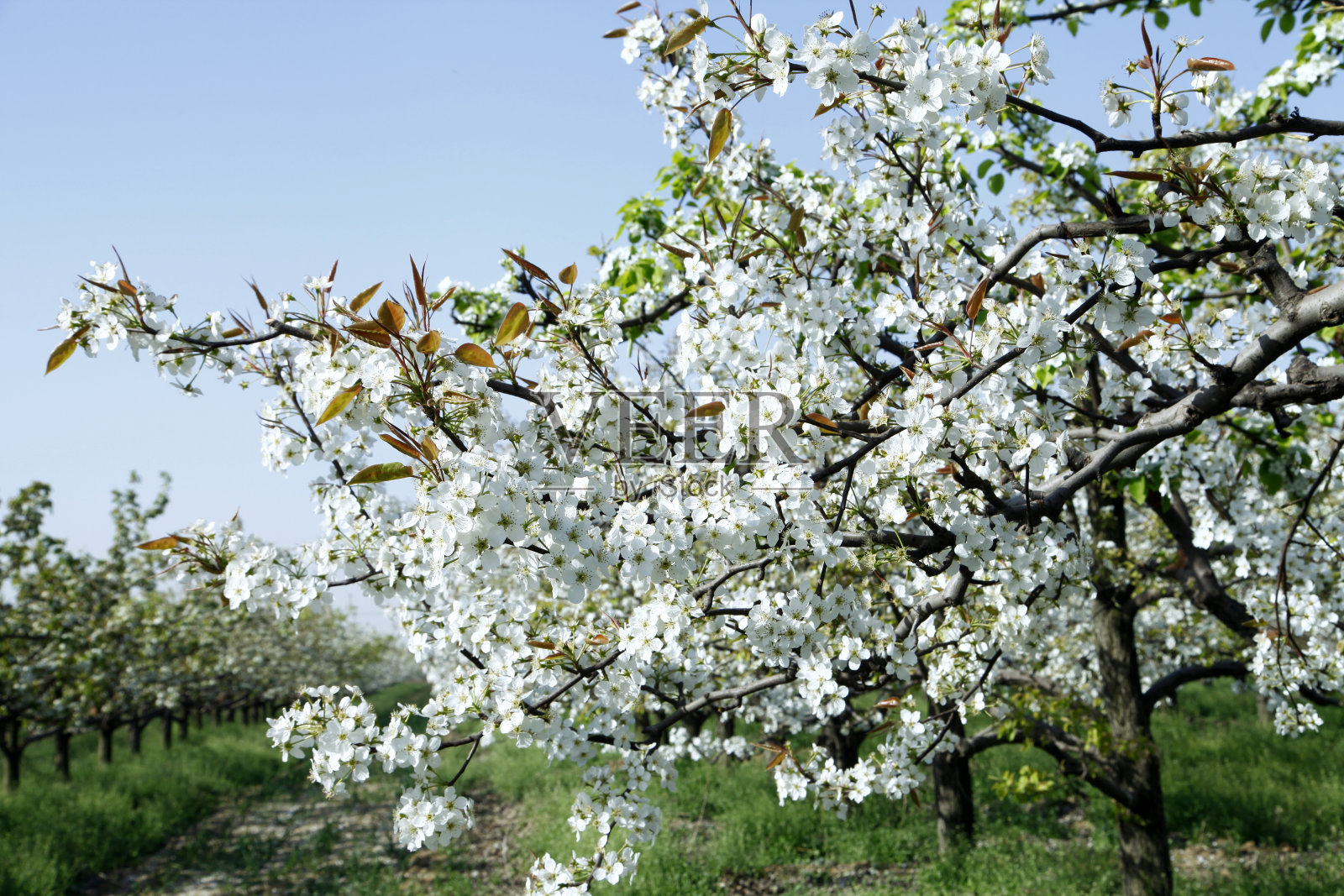 美丽的梨照片摄影图片