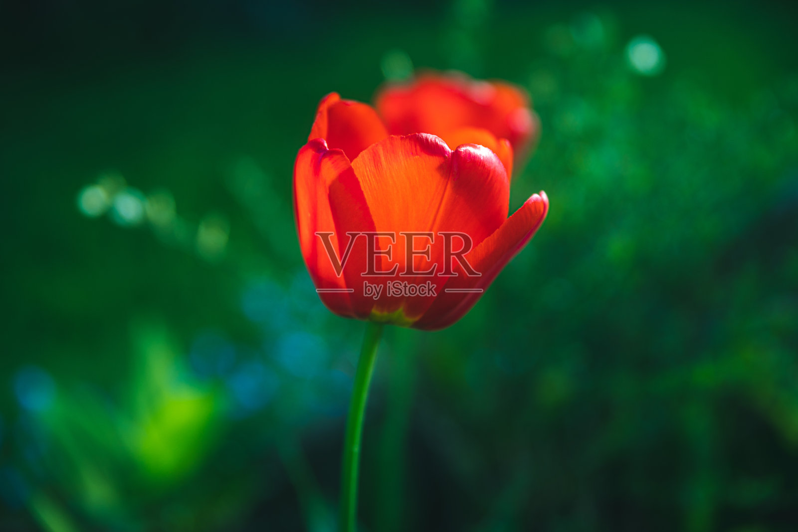 那两朵桔黄色的花落在前面的植物上照片摄影图片