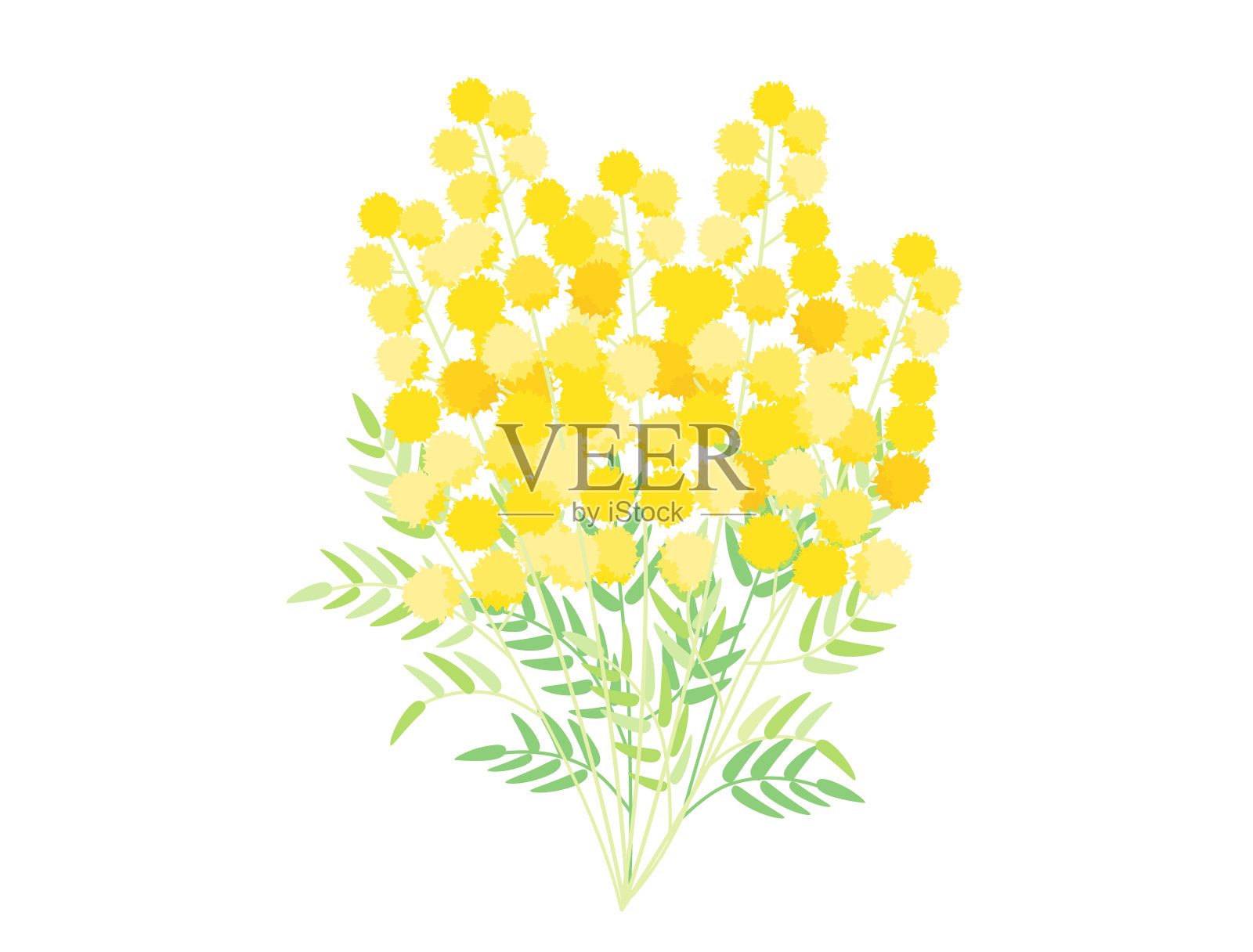 含羞草或金合欢插画图片素材