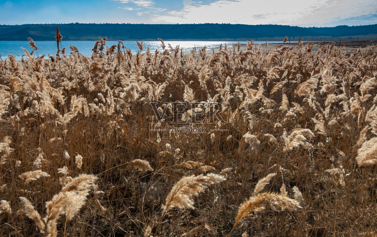 干燥的芦苇与蓬松的穗与种子对Tiligul河口的背景照片摄影图片