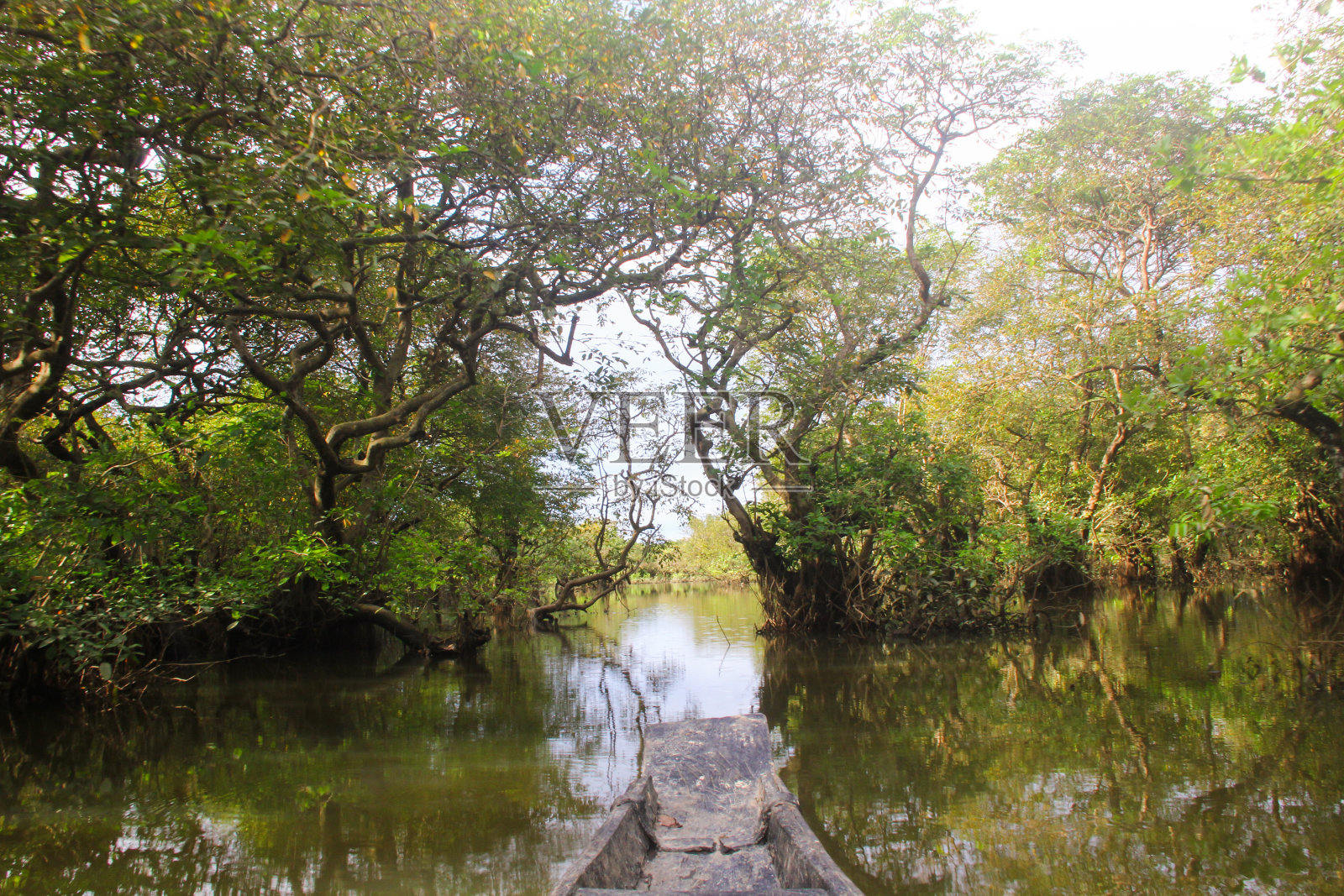 拉塔古尔沼泽森林，锡尔赫特照片摄影图片