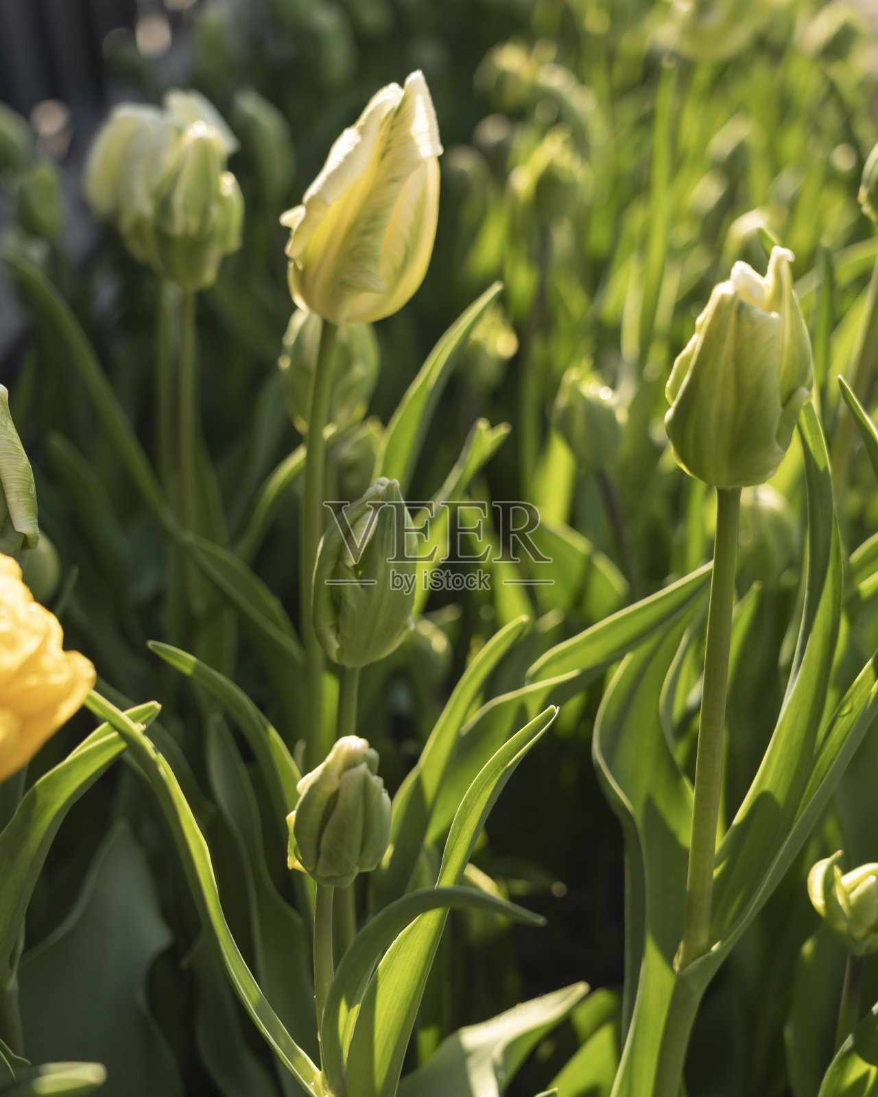 重瓣价格重瓣郁金香花混合盛开在明亮的颜色照片摄影图片