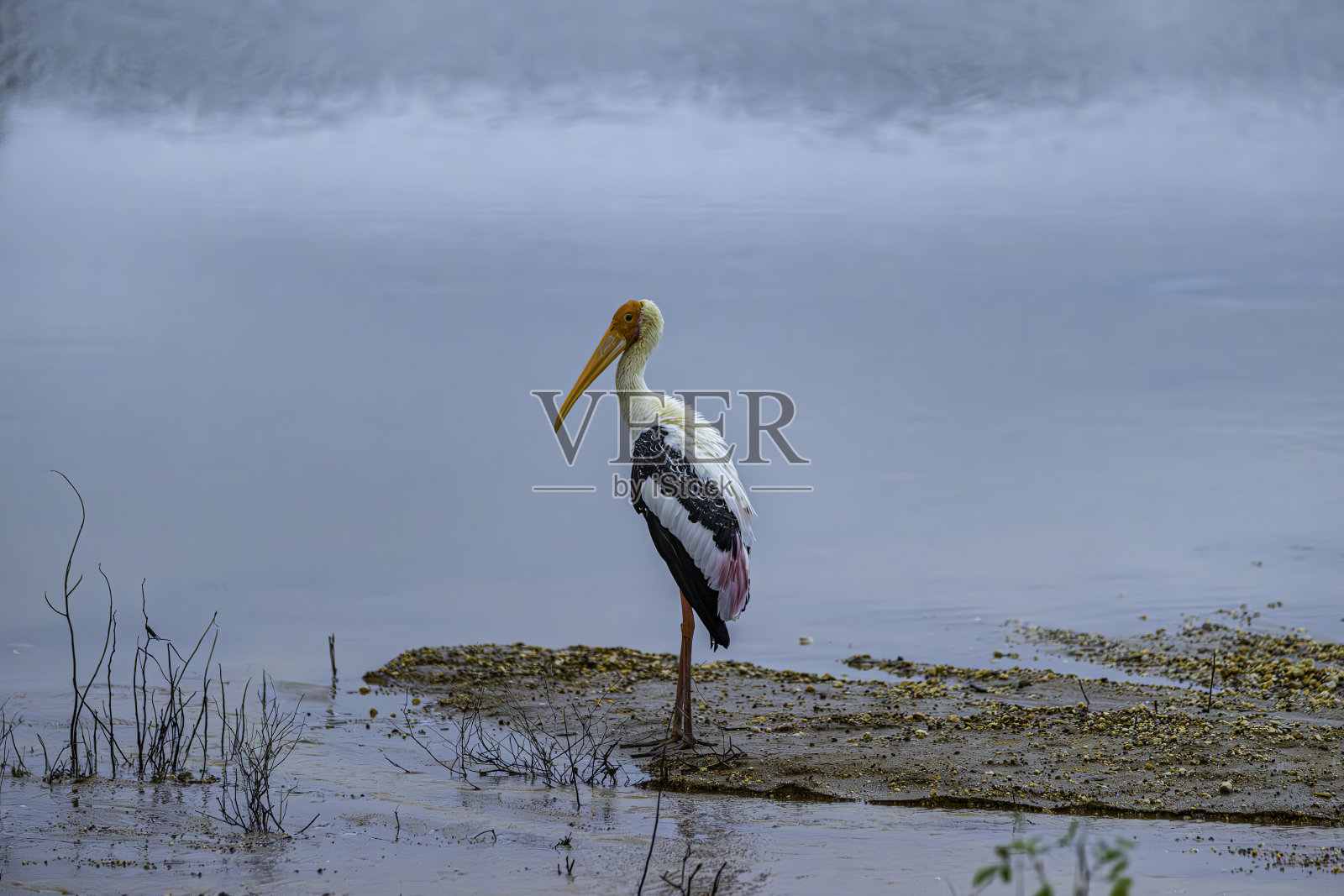 河边的一只彩绘鹳鸟照片摄影图片