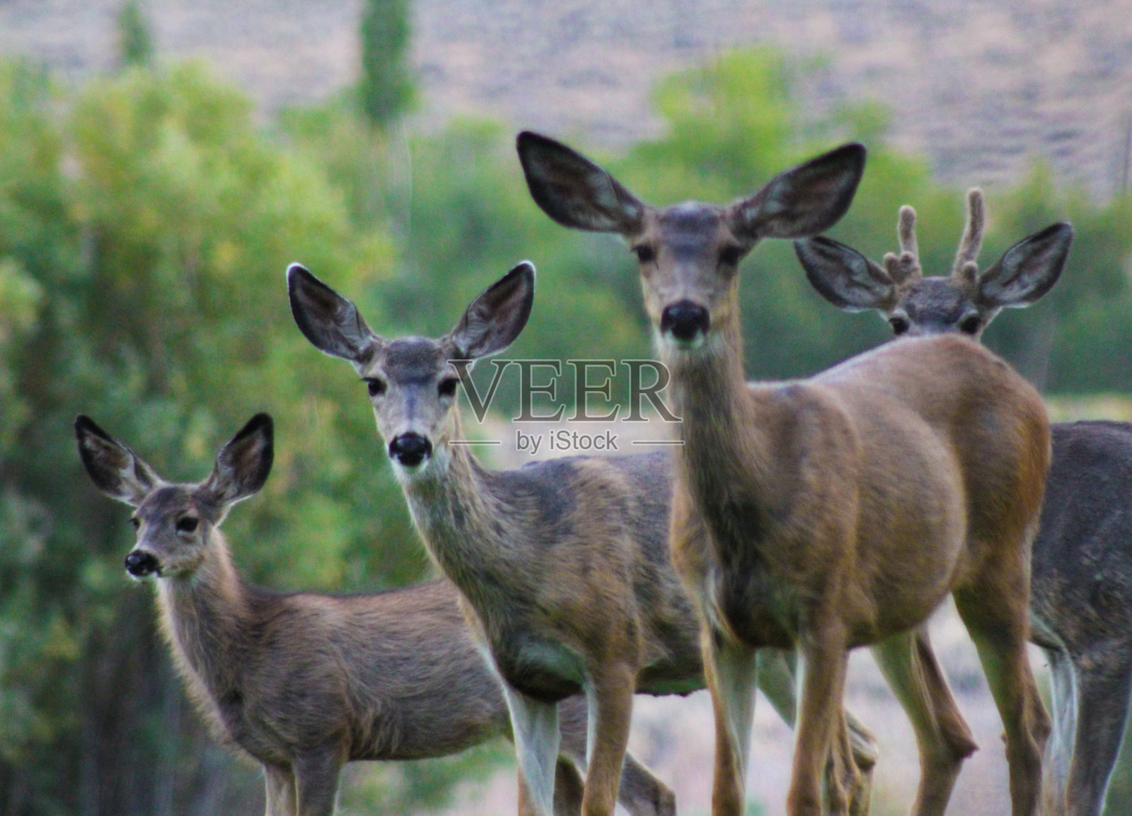 在加州的莫诺湖照片摄影图片