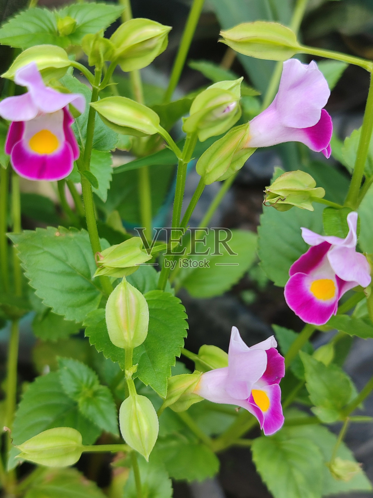 叉骨花照片摄影图片