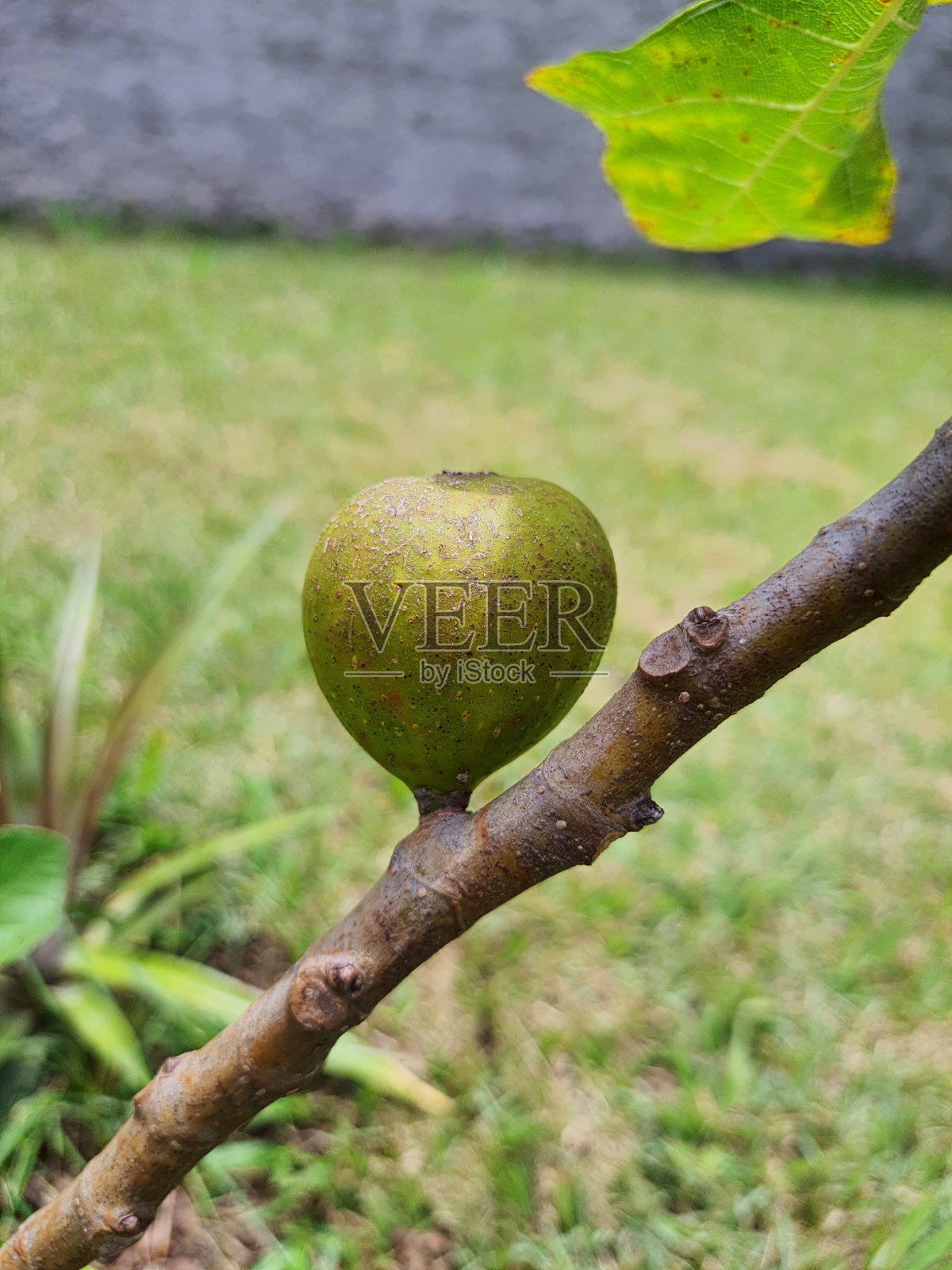 树上的无花果(Ficus carica)特写。照片摄影图片