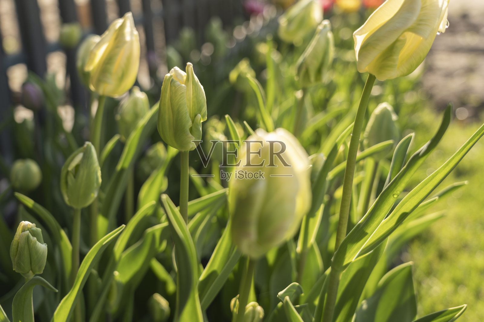 重瓣价格重瓣郁金香花混合盛开在明亮的颜色照片摄影图片