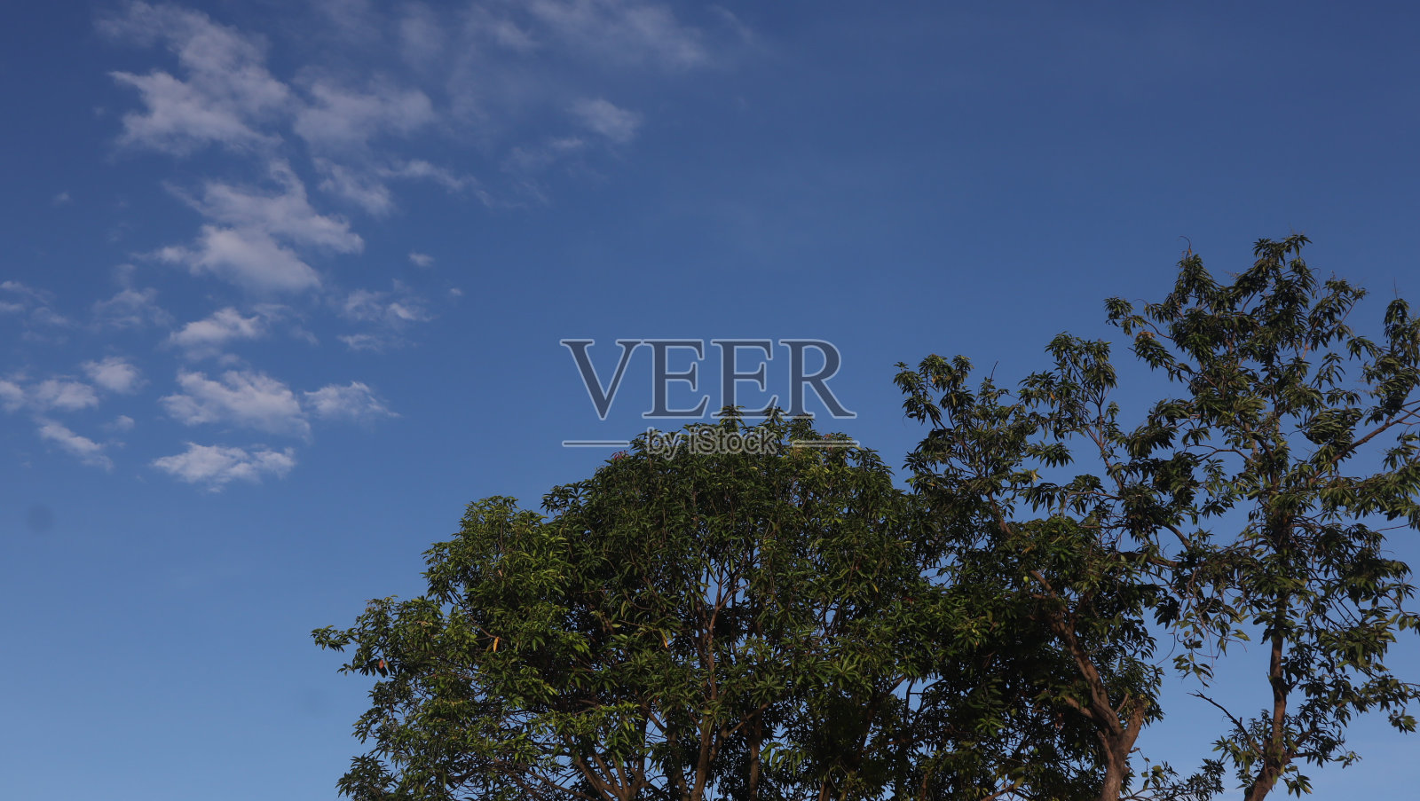 树蓝天照片摄影图片