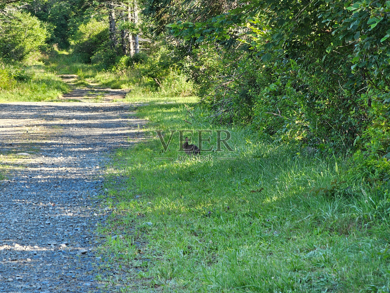 路边的兔子照片摄影图片