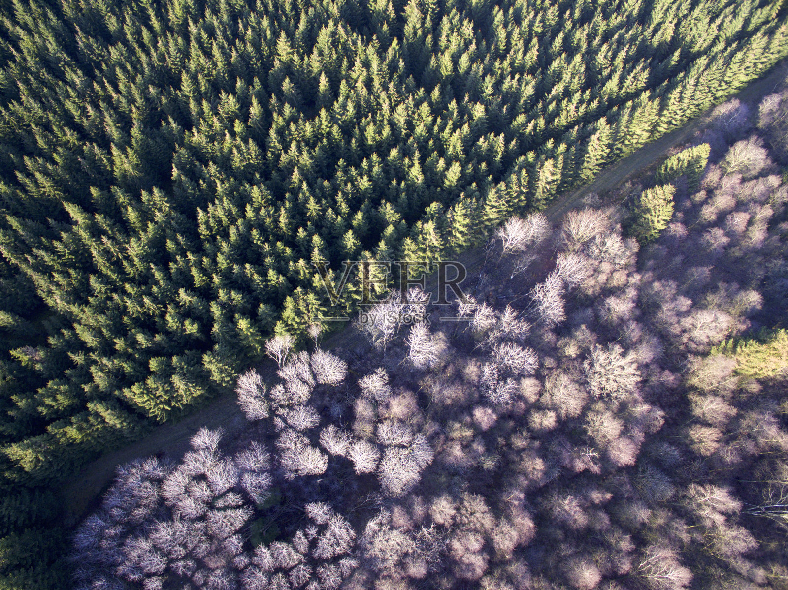 从上面看树照片摄影图片
