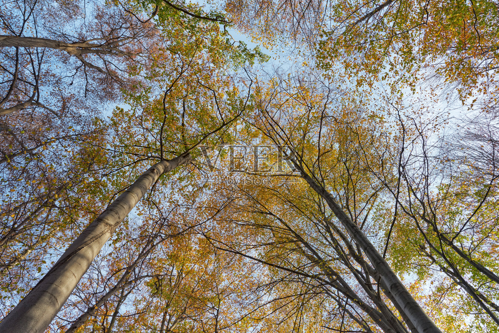 秋天的树-底部视图。低天使拍摄的宁静的秋天森林。照片摄影图片