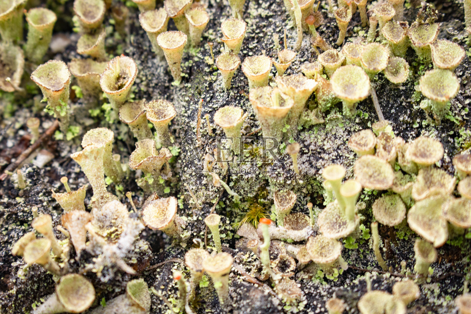 白色毒蘑菇或毒蘑菇或辉钼矿绿蘑菇与自然背景照片摄影图片