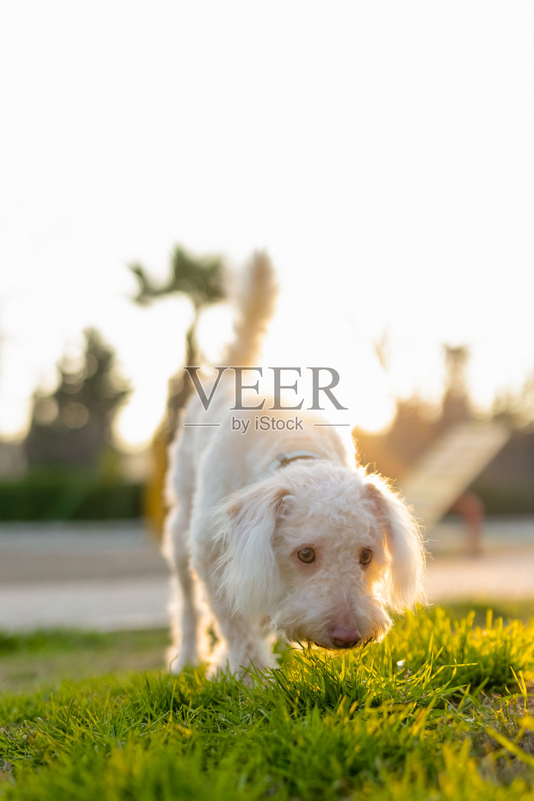 训练小狗的女孩照片摄影图片