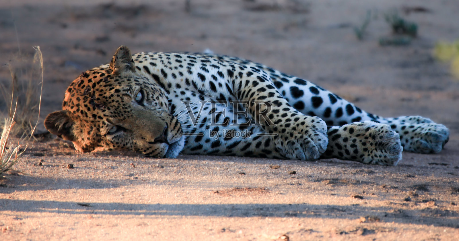 纳米比亚不同的风景照片摄影图片