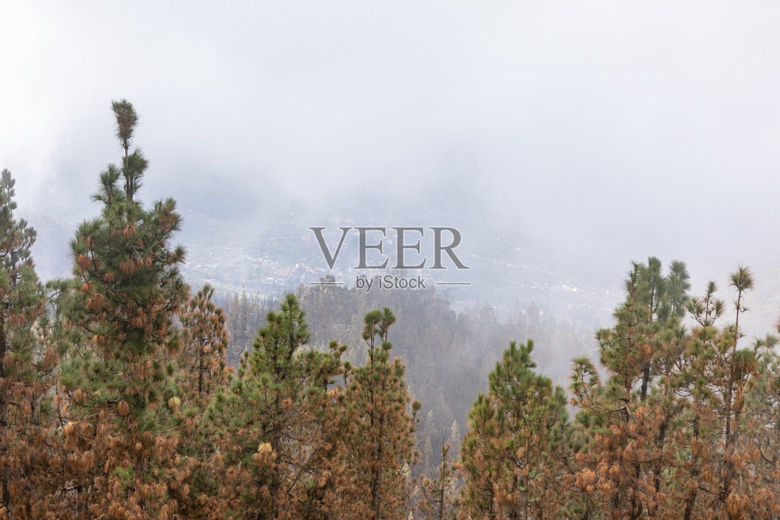 特内里费岛泰德国家公园，2023年火灾后的烧毁森林照片摄影图片