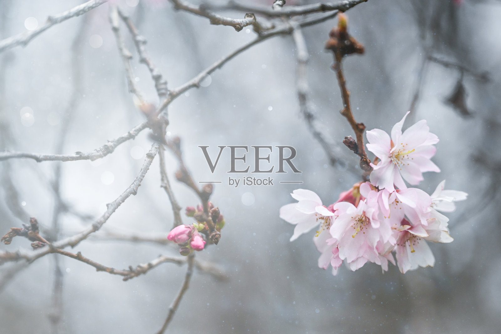 樱花照片摄影图片