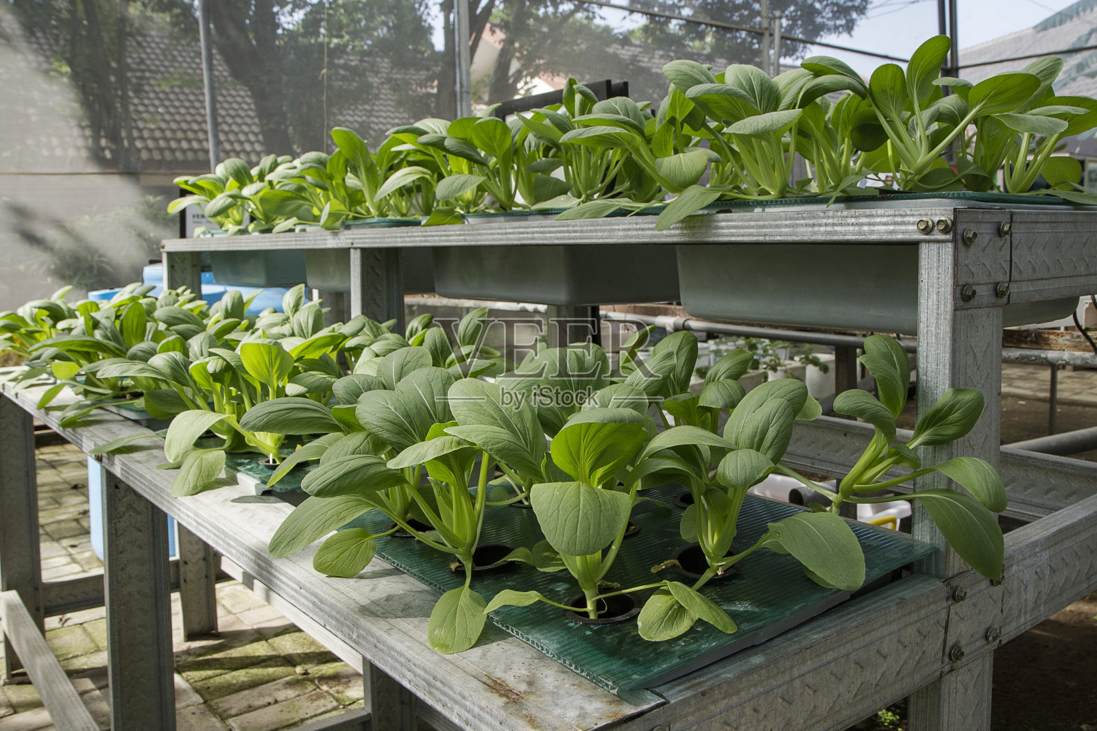 用水培或水培法种植的新鲜有机蔬菜。照片摄影图片