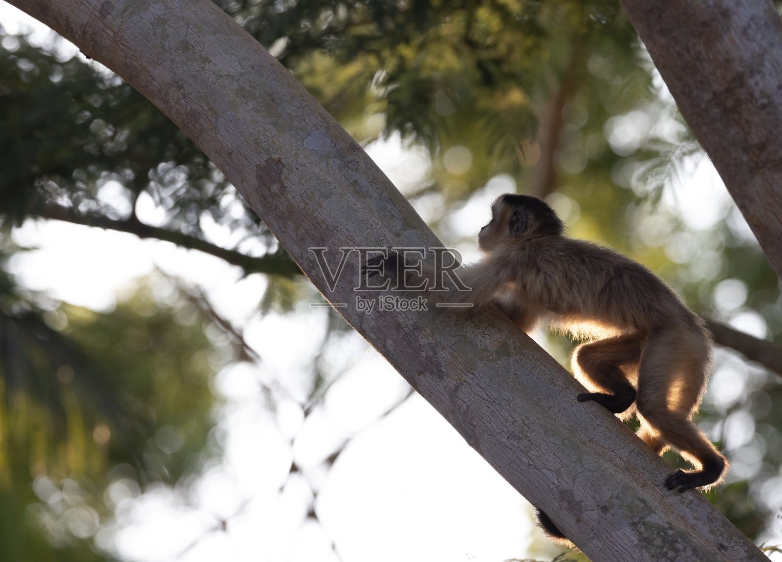 一只卷尾猴爬上芒果树照片摄影图片