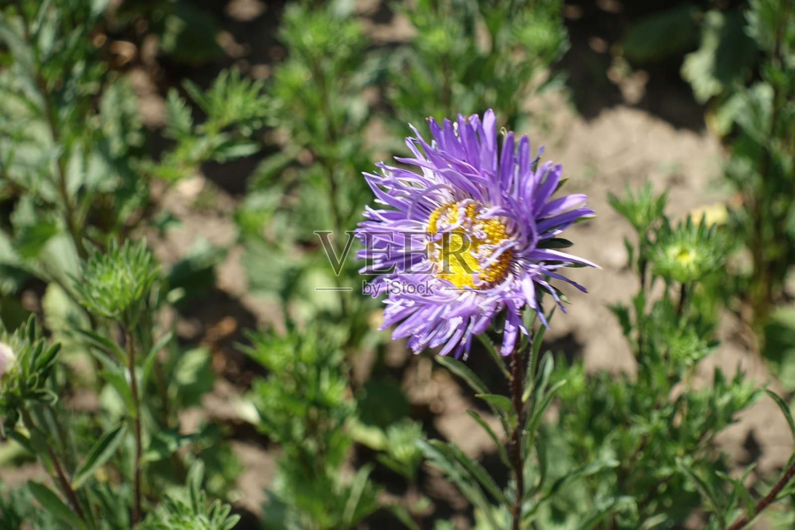 八月中旬中国紫菀的一朵紫罗兰照片摄影图片