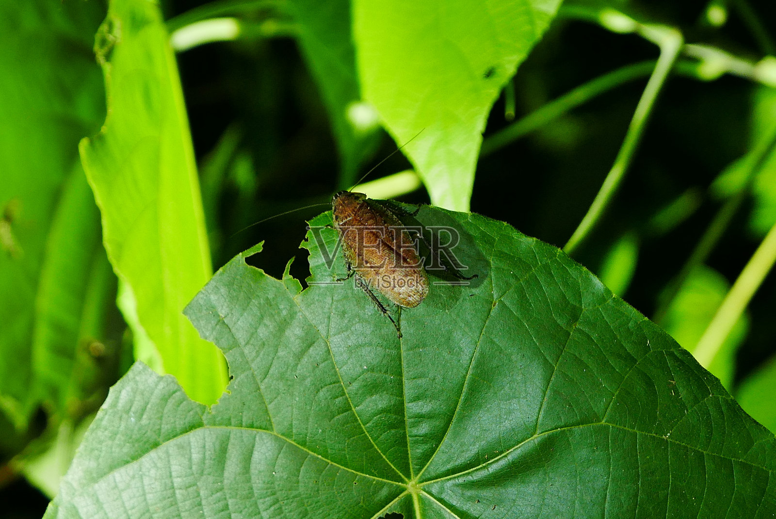 Kinabatangan河是亚洲观赏野生动物最好和最容易到达的地方之一!包括很多沙巴最受欢迎的野生动物:猩猩，长鼻猴。照片摄影图片