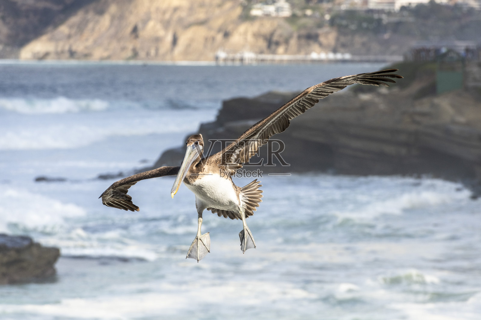 加州褐鹈鹕，加州拉霍亚照片摄影图片