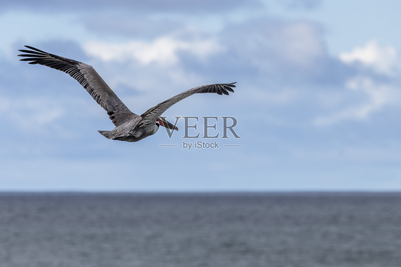 加州褐鹈鹕，加州拉霍亚照片摄影图片