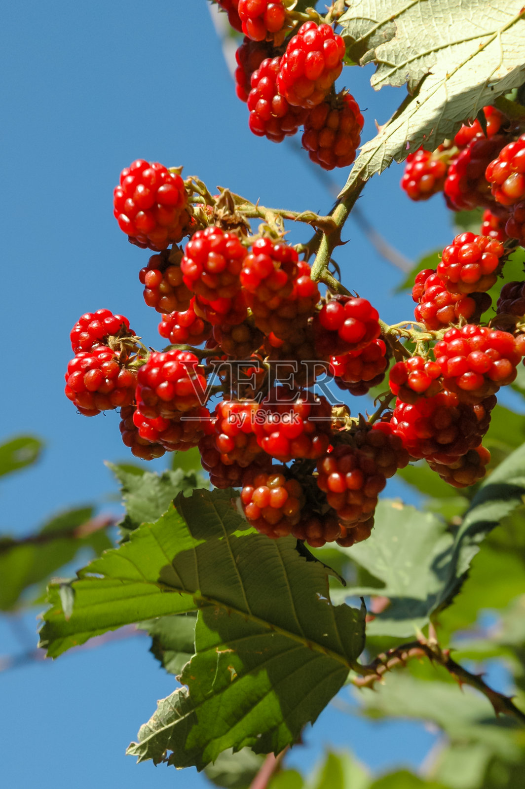 黑莓(Rubus allegheniensis)，野生灌木上的红色浆果照片摄影图片