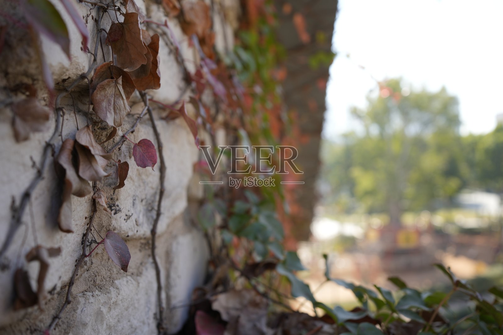 墙上的绿色植物照片摄影图片