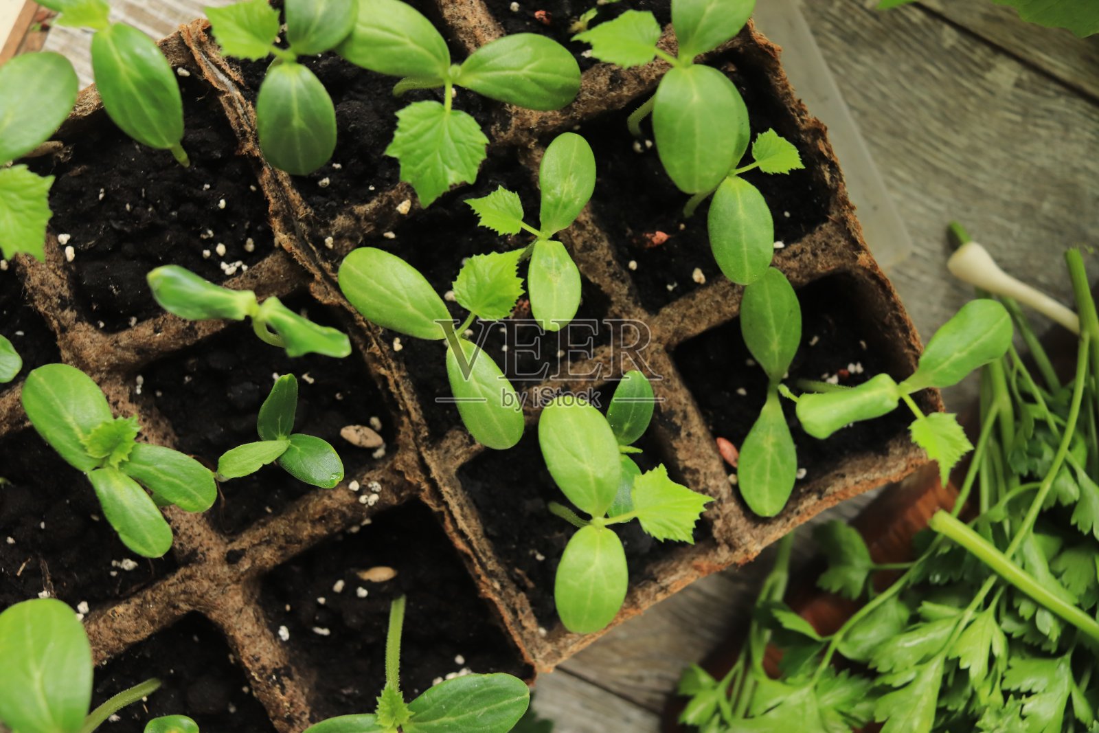 容器中的黄瓜苗照片摄影图片